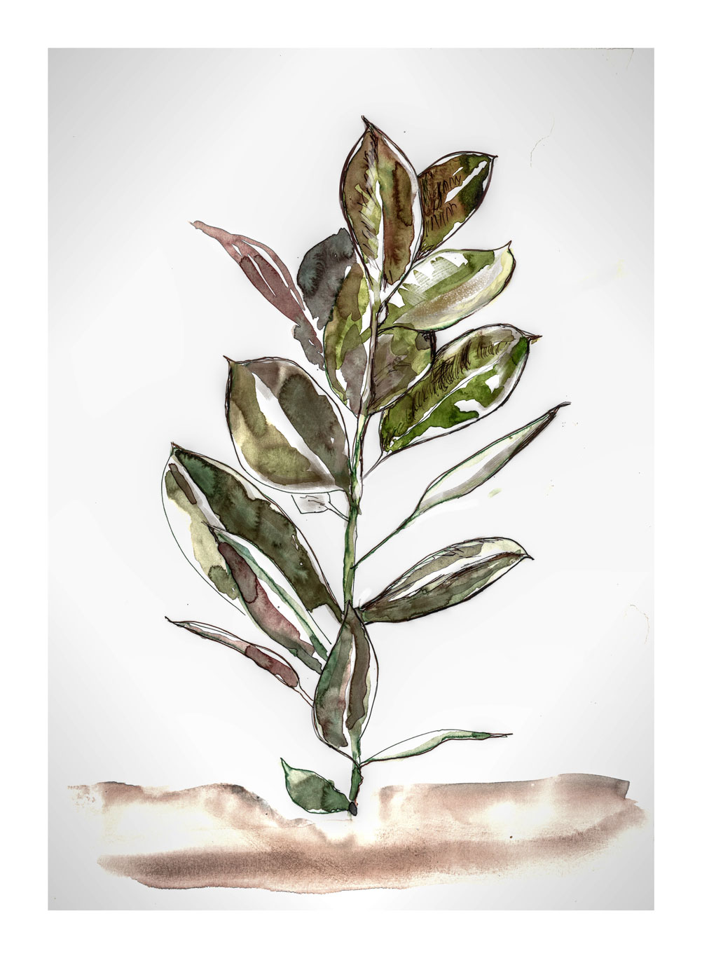 ficusrobusta