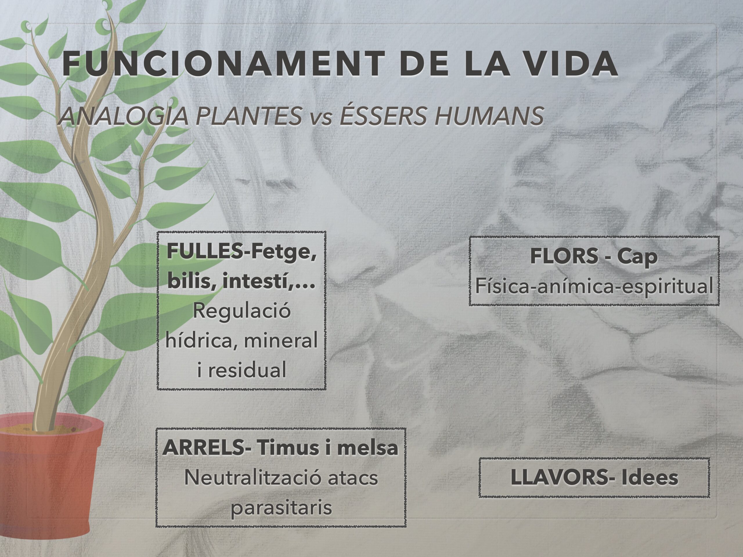 presentacioRESET LaFlordelRemei15